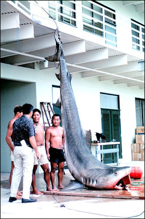20120518-Tiger shark caught off Hawaii.jpg